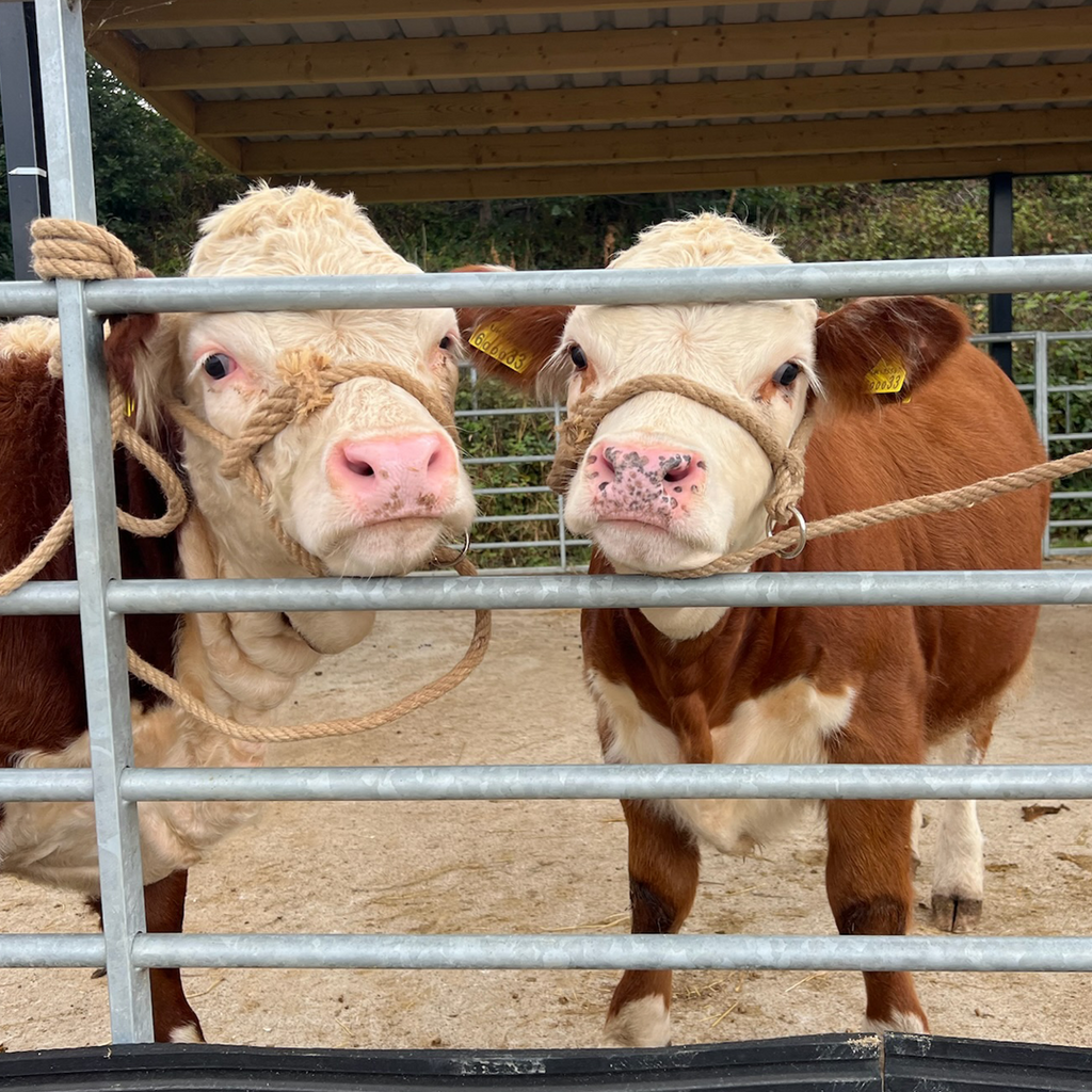 Tiny Cow Preview: Hands-On Tiny Cows