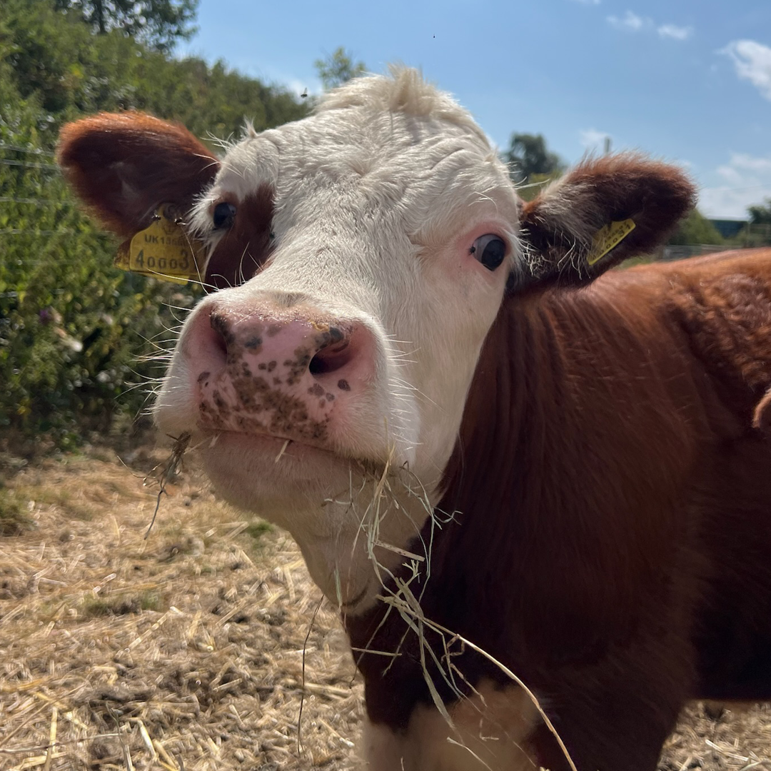 Tiny Cow Preview: Meet the herd