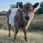 Tiny Cow Preview: Meet the herd