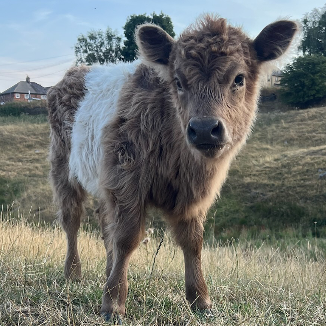 Tiny Cow Preview: Meet the herd