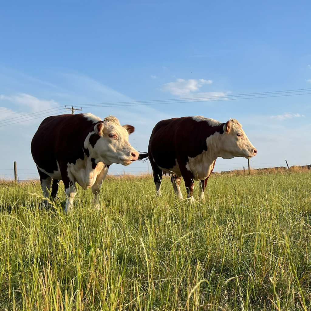 Tiny Cow Preview: Meet the herd