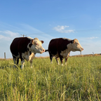Tiny Cow Preview: Meet the herd