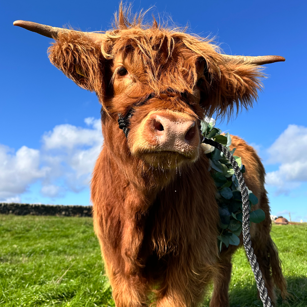 Tiny Cow Preview: Hands-On Tiny Cows