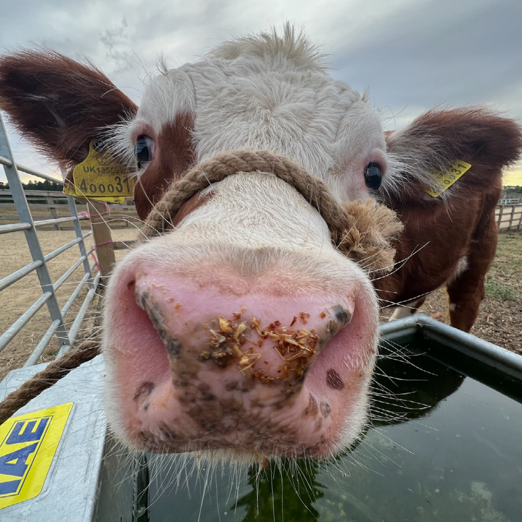 Tiny Cow Preview: Hands-On Tiny Cows