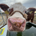 Tiny Cow Preview: Hands-On Tiny Cows