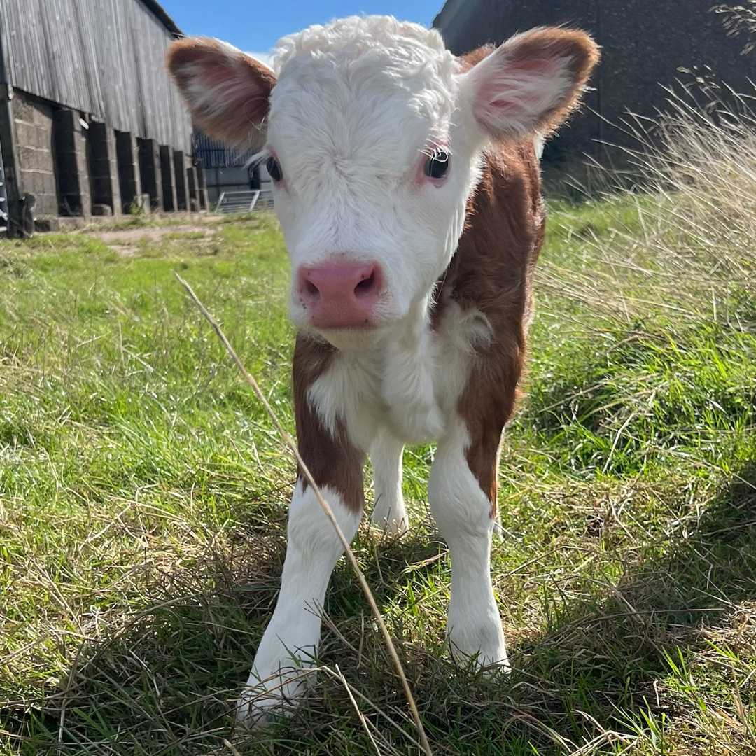 Tiny Cow Preview: Meet the herd