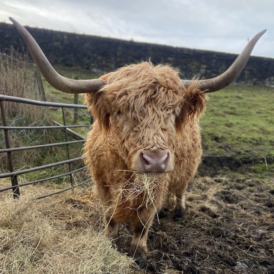 Tiny Cow Preview: Meet the herd