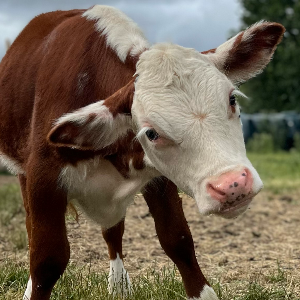 Tiny Cow Preview: Meet the herd